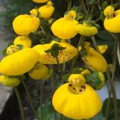 Calceolaria Yellow image