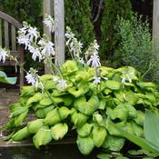 Hosta Guacamole image