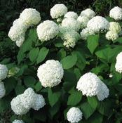 Hydrangea Annabelle 3Ltr image