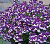 Nemesia Berry Delight