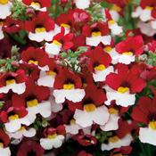 Nemesia Cherry On Ice