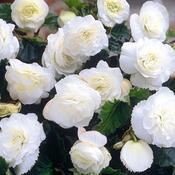 Non Stop Begonia White in Pots image