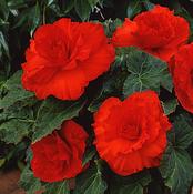 Non Stop Begonia Red pot image