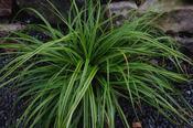Carex Everlime image