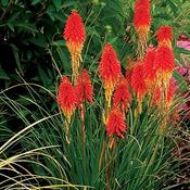 Kniphofia Papaya Popsicle image