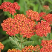 Achillea Safran image
