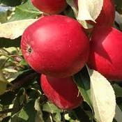 Apple Katya
