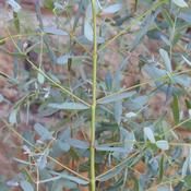 Eucalyptus Gunnii 15ltr pot image