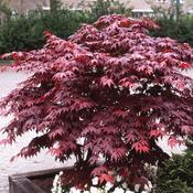 Acer palmatum Bloodgood 7.5ltr image