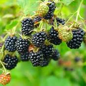 Blackberry - Rubus Black Satin image