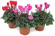 Cyclamen Single Potted image