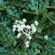Fatsia japonica 7.5ltr image