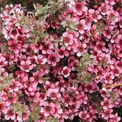 Leptospermum Kiwi image