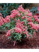 Pieris jap. Passion 3ltr image