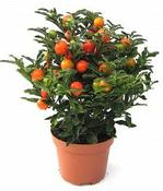 Solanum - Bedding Potted Plant image