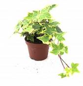 Trailing Ivy Potted