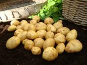 British Queen Seed Potatoes 25kg Bag image