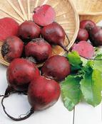 Beetroot 'Boltardy'