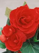 Begonia Double Red Prepack
