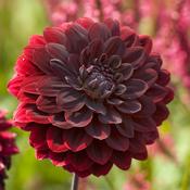 Dahlia Deco. Arabian Night Prepack