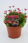 Saxifraga Red Bedding image