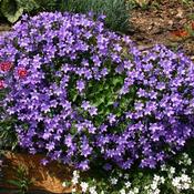 Campanula muralis 2ltr image