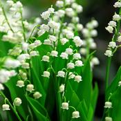 Convallaria majalis 'Lily of the Valley' Prepack image