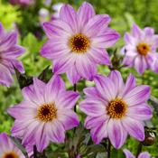 Dahlia Bishop of Leicester Prepack