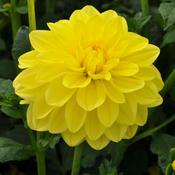 Dahlia Decorative 'Sunlady' Prepack
