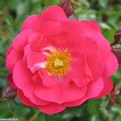 Flower Carpet Pink Supreme image