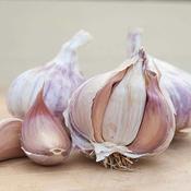 Garlic Germidour 3 Bulb Prepack image