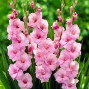 Gladioli Lge Flower Pink Prepack image