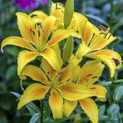 Lilium asiatic Yellow Prepack