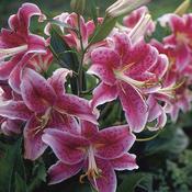 Lilium oriental Stargazer Prepack