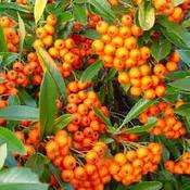 Pyracantha Orange Glow image