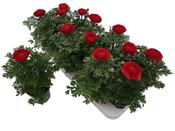 Ranunculus Red image