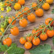 Tomato 'Sungold' F1 (Cherry) Hybrid Seeds image