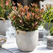 Photinia x fraseri 'Chico' image