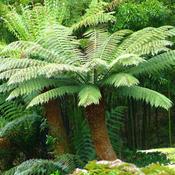 Dicksonia Antartica (Tree Fern) image