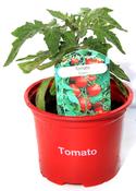 Tomato Totem image