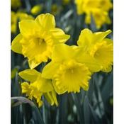 Mando Daffodil 3kg image