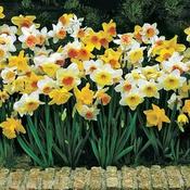 Standard Value Daffodils 3kg
