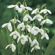 Galanthus woronowii pk of 35 image