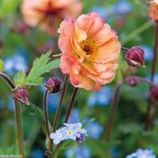 Geum Mai Tai image