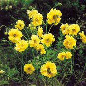 Geum Lady Stratheden image