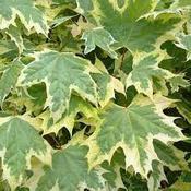 Acer Drummondii image