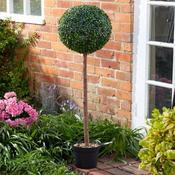 Uno Topiary Tree 120cm image