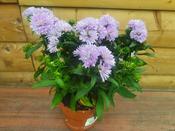 Bedding Aster 10.5cm pot Mixed colours image