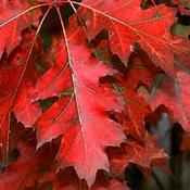 Quercus rubra (Red oak) image