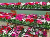 Cyclamen 6pk image